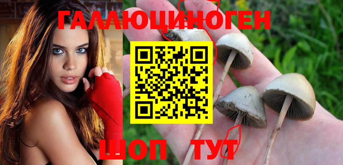 Тихорецк  Галлюциногенные грибы прущие грибы  Вход с VPN 